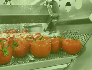 tomatoes industry